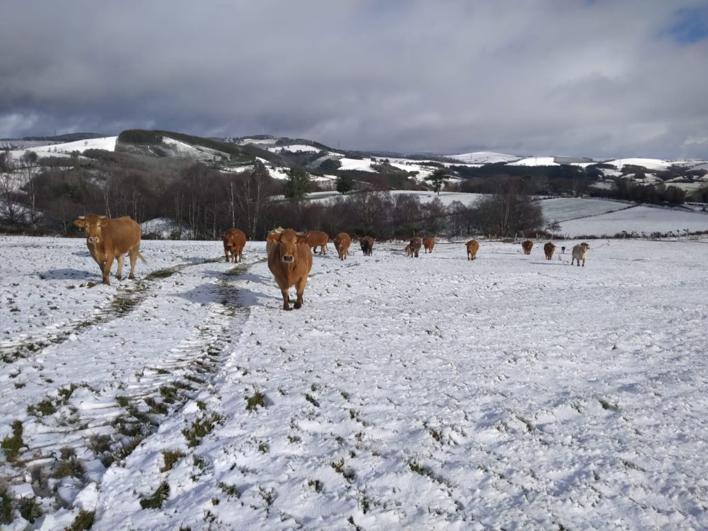 Vacas na neve montaña Fonsagrada